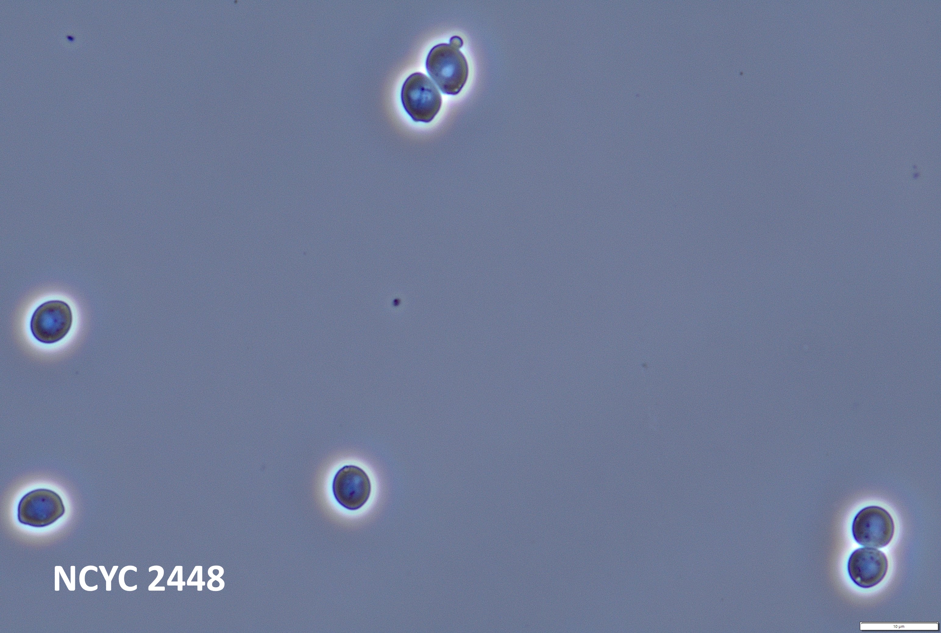 2448-3-(1).jpg