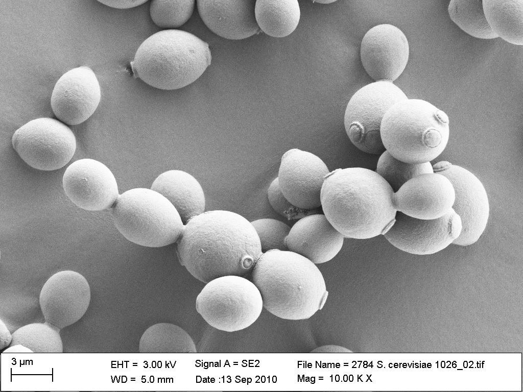 NCYC-1026_SEM2.png