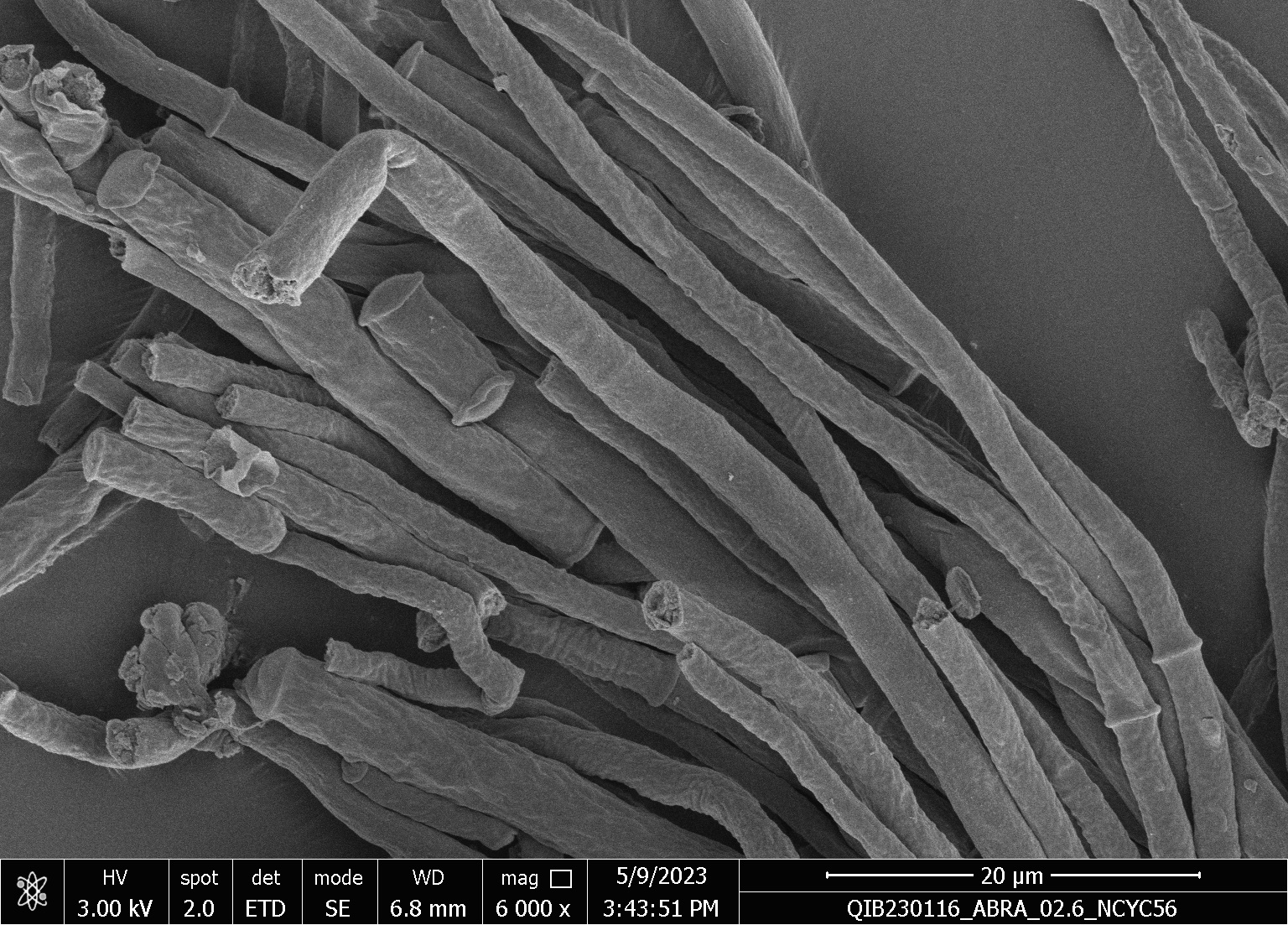 QIB230116_ABRA_02-6_NCYC56_08.jpg