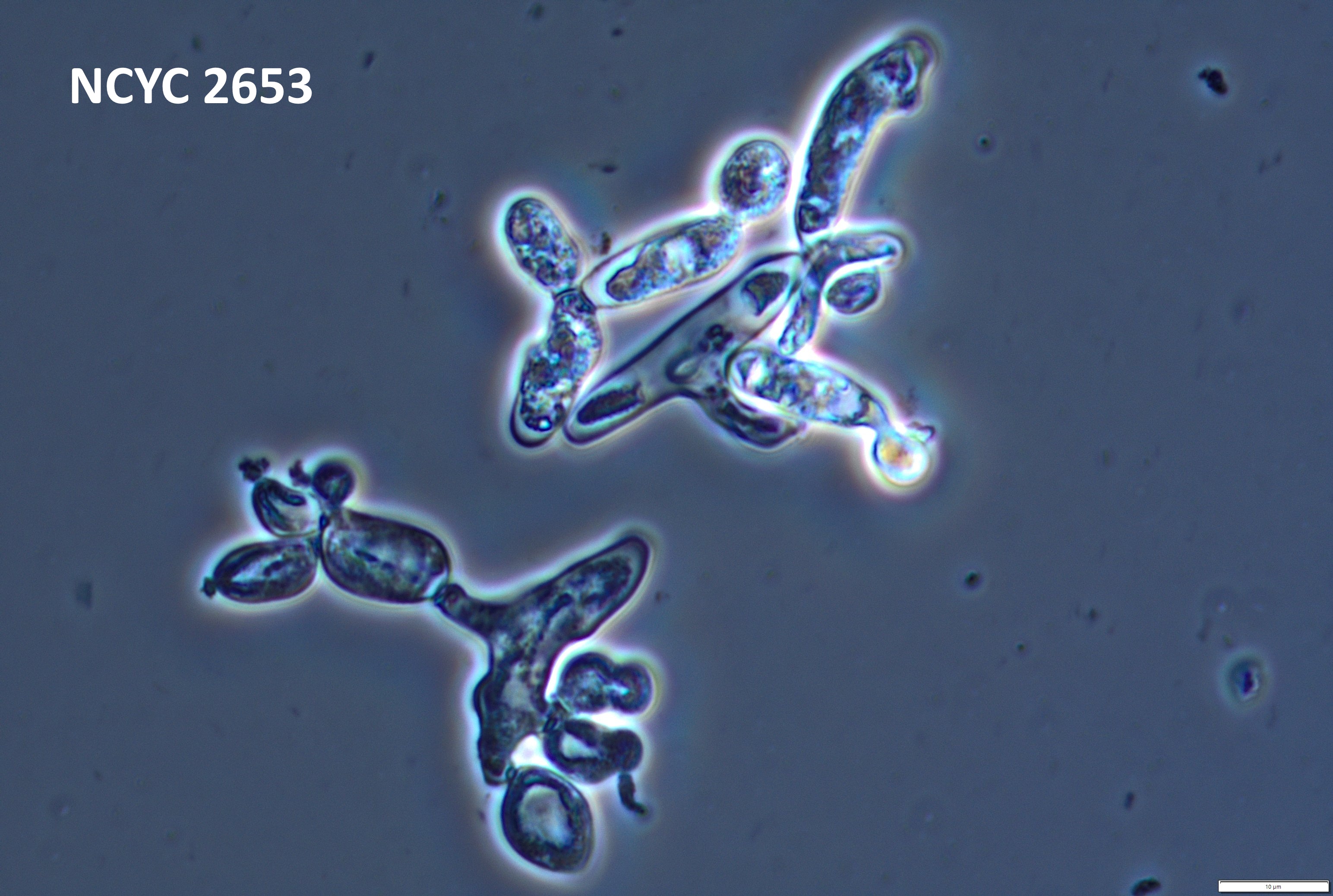 2653-u.jpg