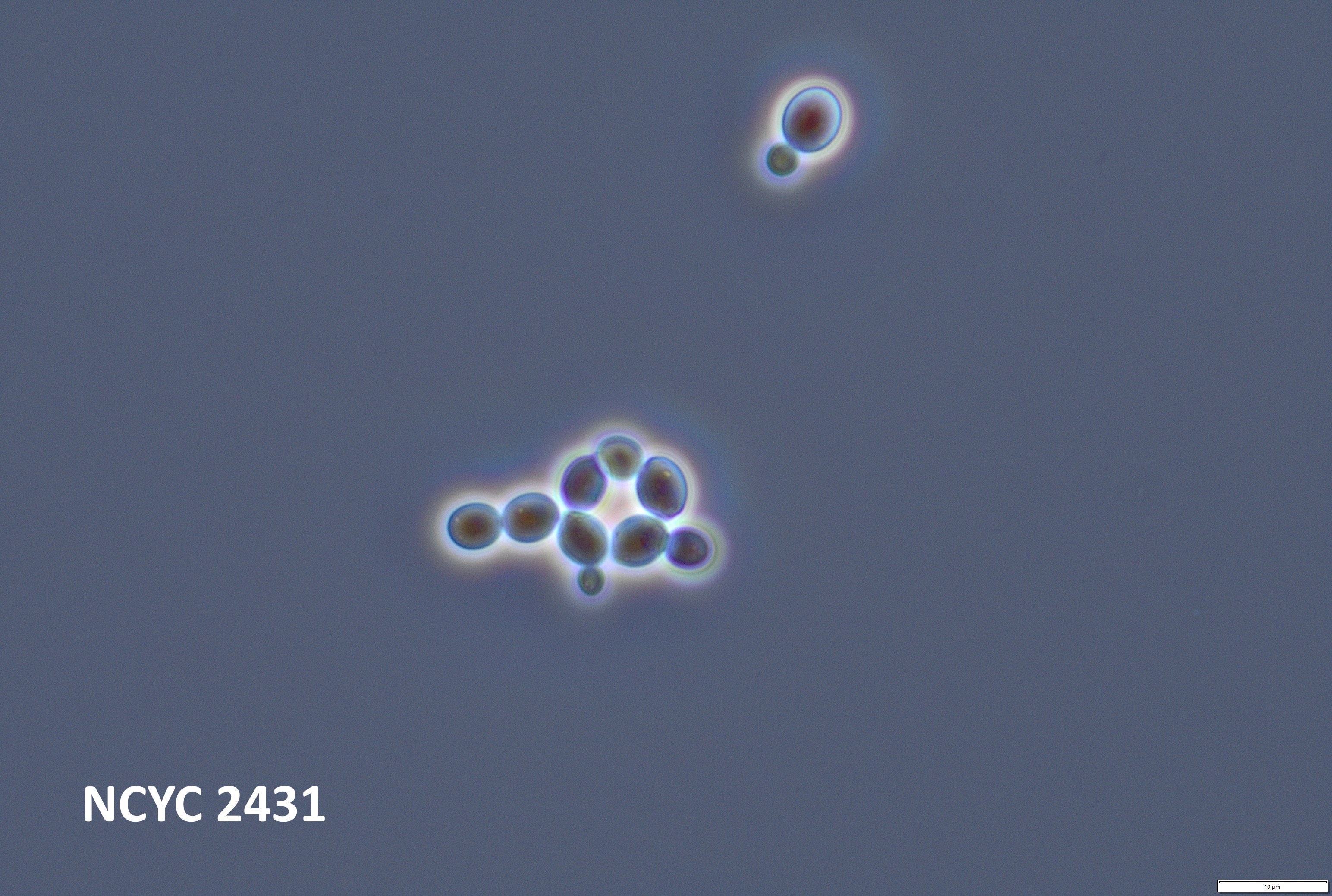 Starmerella bombi 2431 | National Collection of Yeast Cultures